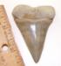 2 11/16 inch Yorktown Mako Shark Tooth